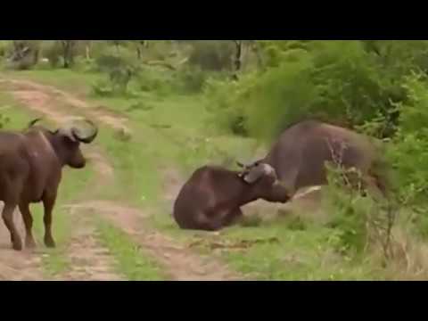 Animal Fight Club 2017