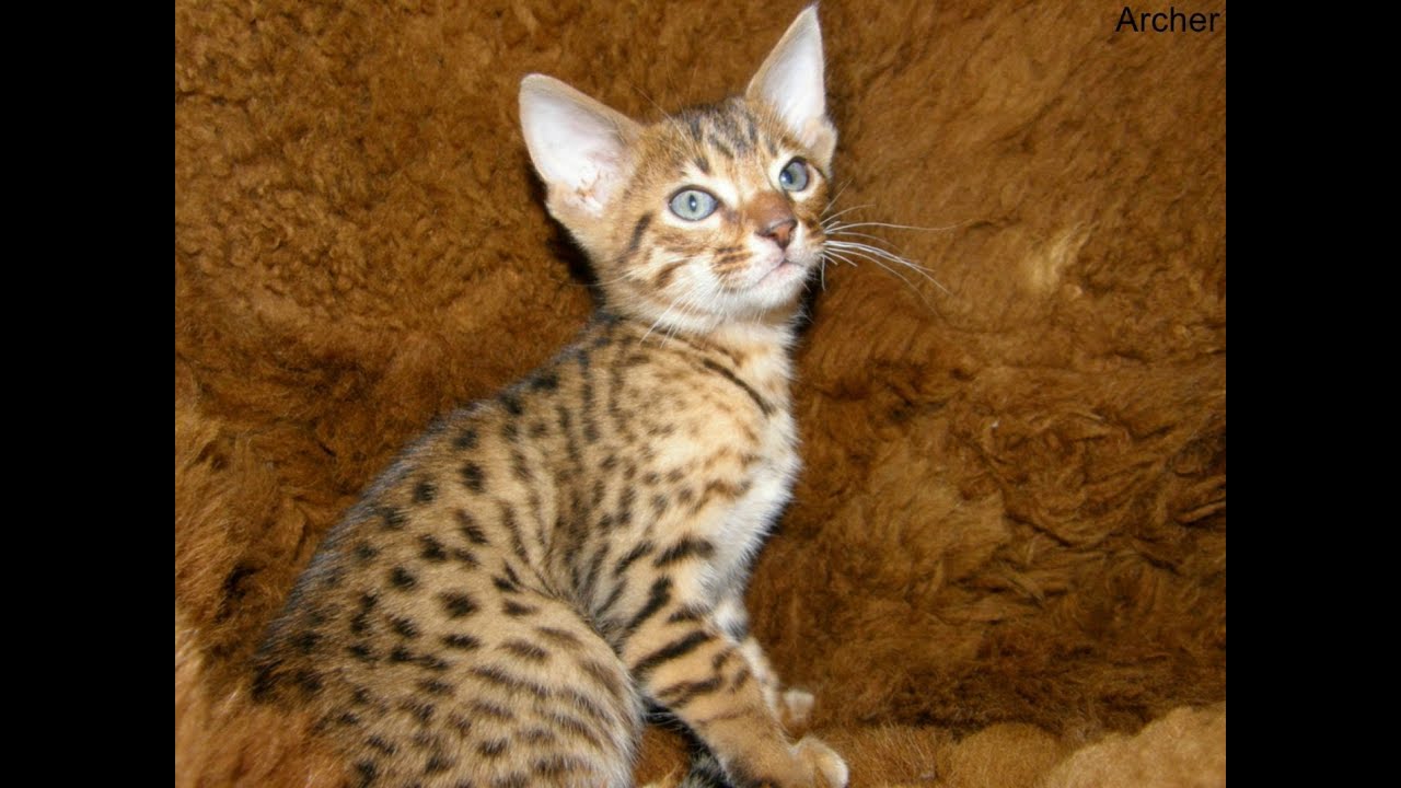 Animal Planet  : Cats 101 ~ Cheetoh