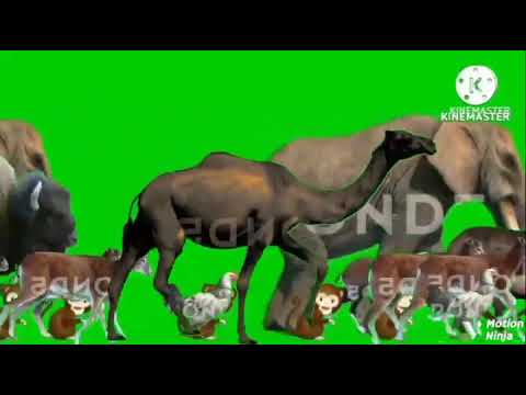 Animal Stampede Escape Green Screen (UPGRADE)