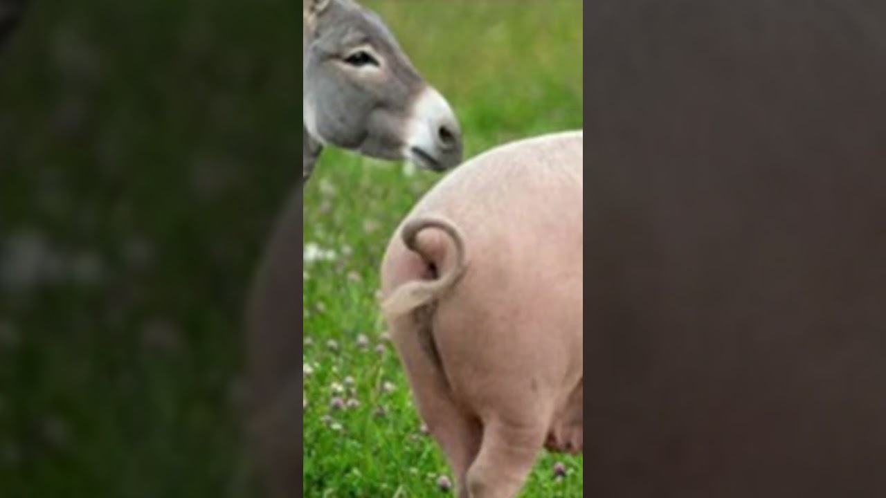 Animal Wonders The Protective Donkey & The Smart Pig