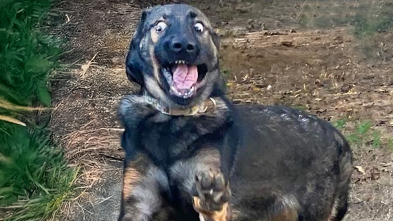 Animals Being Over Dramatic Who Deserve An Oscar 😁 Funniest ANIMAL Videos