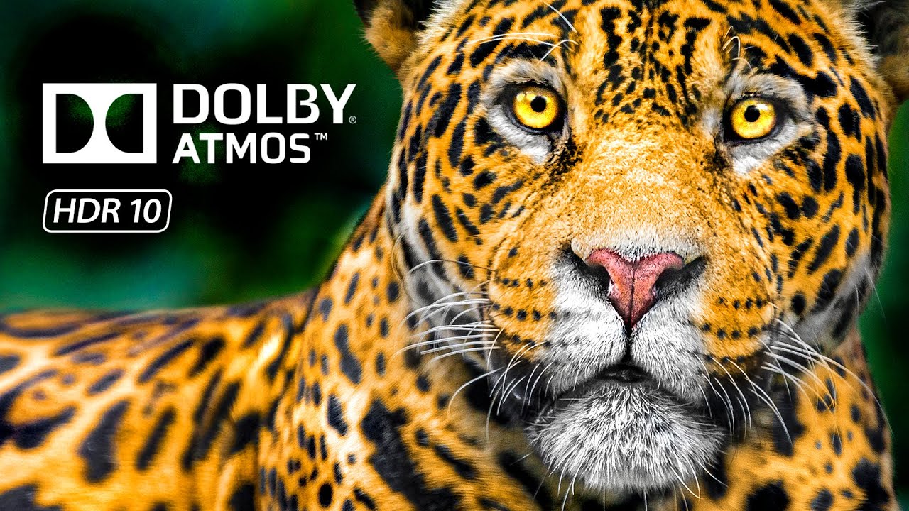 Animals Best Dolby Vision HDR 8K 60FPS - 4K Video ULTRA HD TV