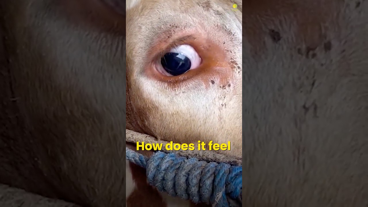 Animals Cry