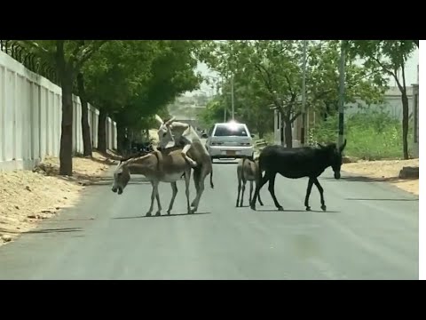 Animals Living 🦓❤️#foryou#animals#donkey#viral#new#animalsmeeting#shortvideo#shorts#video#short
