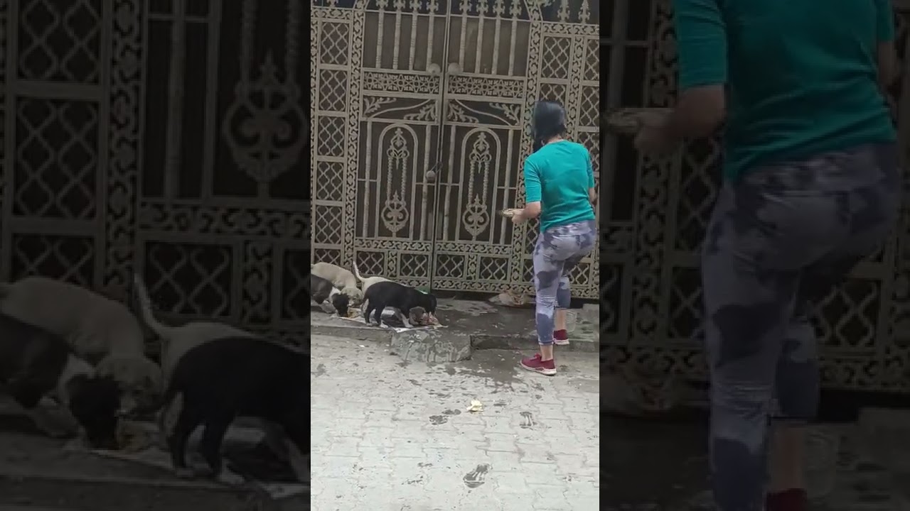 animals lover 🐕🐕🐕| #short #animals #animalslover #zebabi