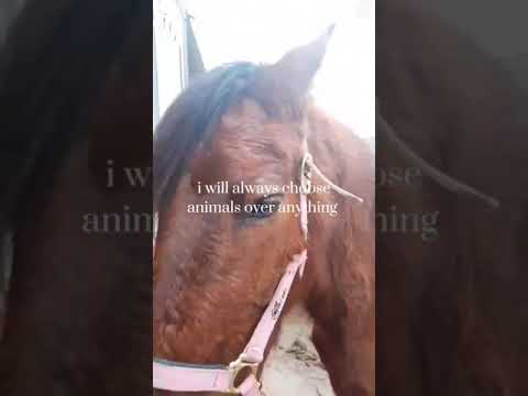 #animals #pets #pet #showpony #pony #horseshow #horseriding
