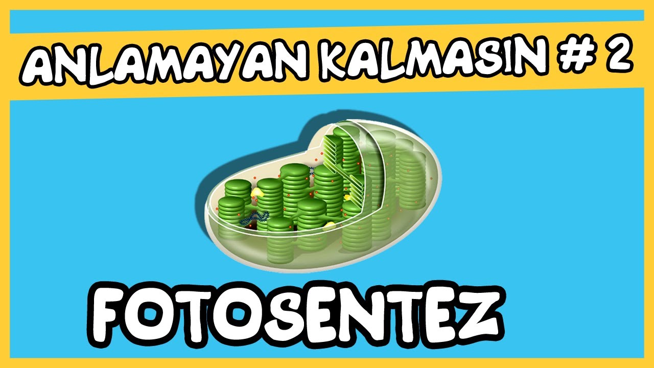 Anlamayan Kalmasın #2 Fotosentez