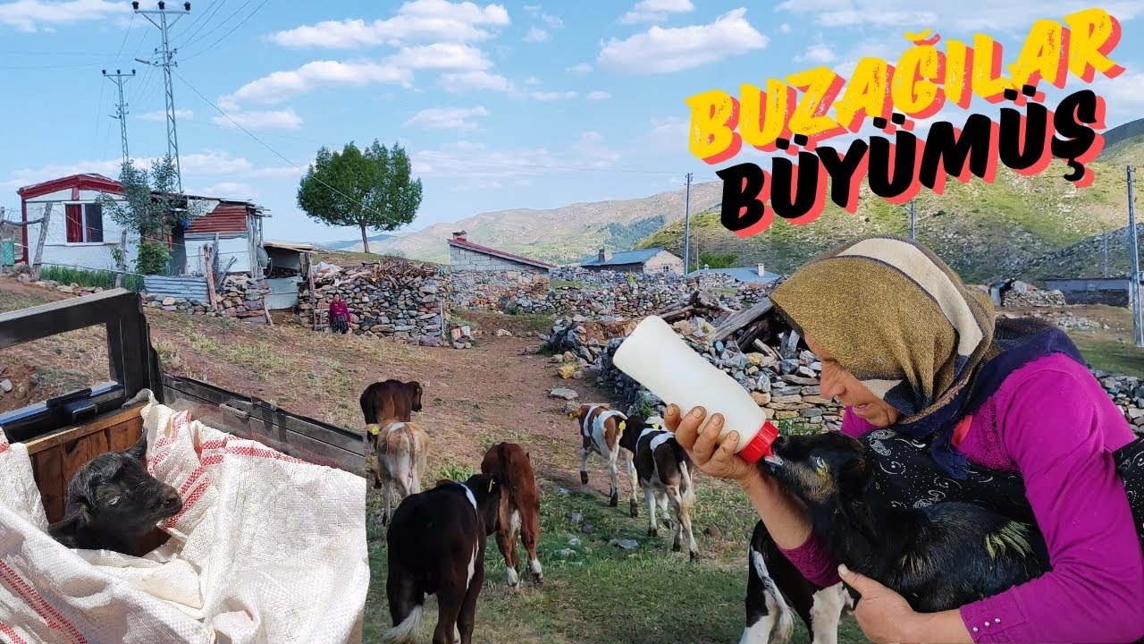 ANNELERİ BAKMAYAN OĞLAKLAR YAYLAYA GİDİYOR / ANNEME MİNİK ARKADAŞLAR