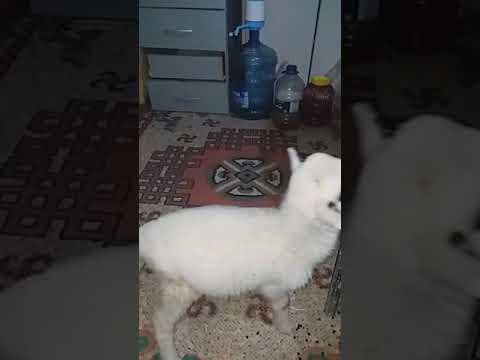 Annesi tarafından terk edilen kuzu