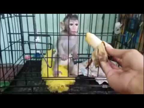 ANNOYING!!! tree rat screams so loud because it wants a dumb banana! 😡😡😡😡🐒🙉🙊