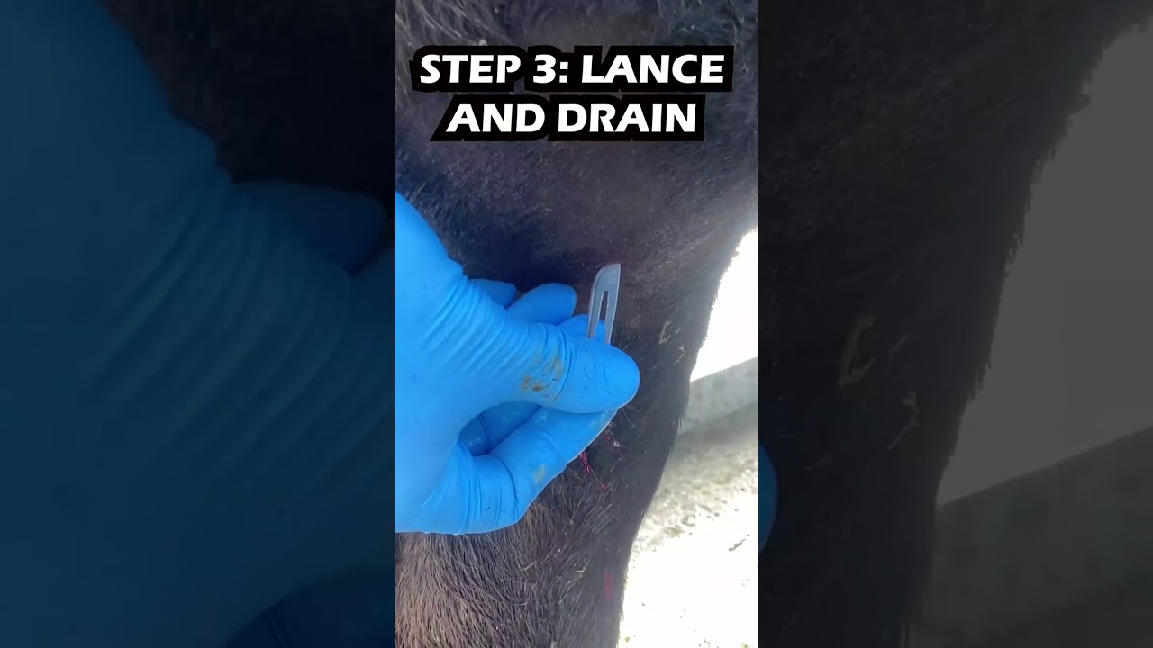 Another cow abscess?! You're the boss, internet