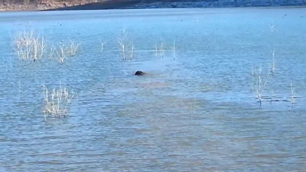 Another long Coot retrieve, As Jagdterrier