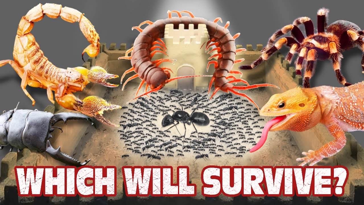 Ant Army vs 5 Terrifying Creatures – Who Will Survive!? 🐜😱 ANTTREK