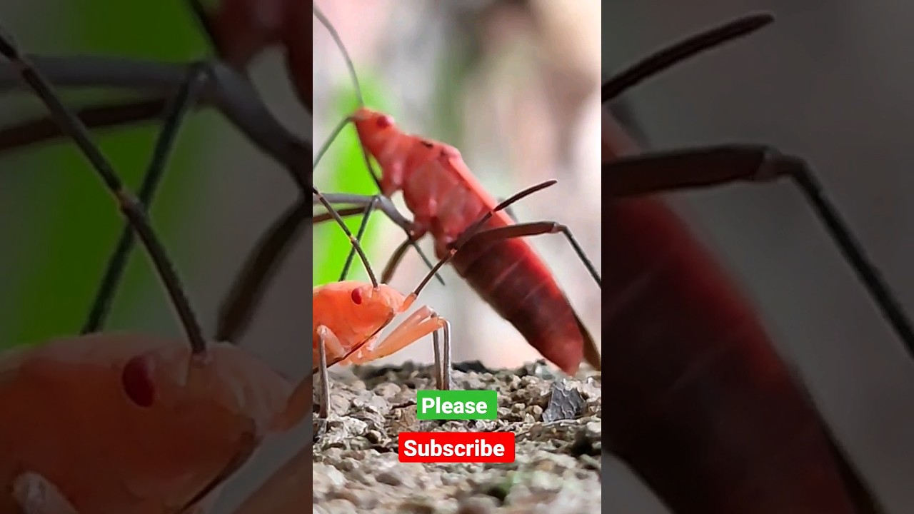 ant mating season /ant attack#animalcrazy10tv#animalshorts #animals #viral