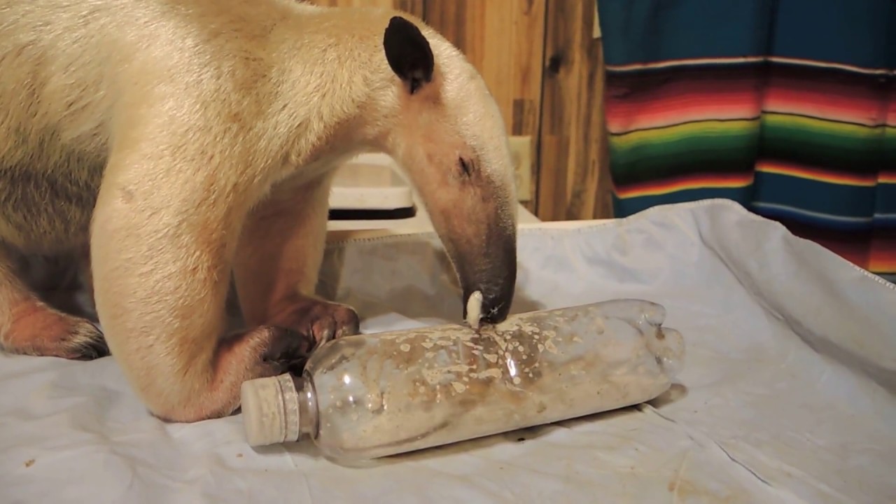 Anteater Tongue Action - Enrichment