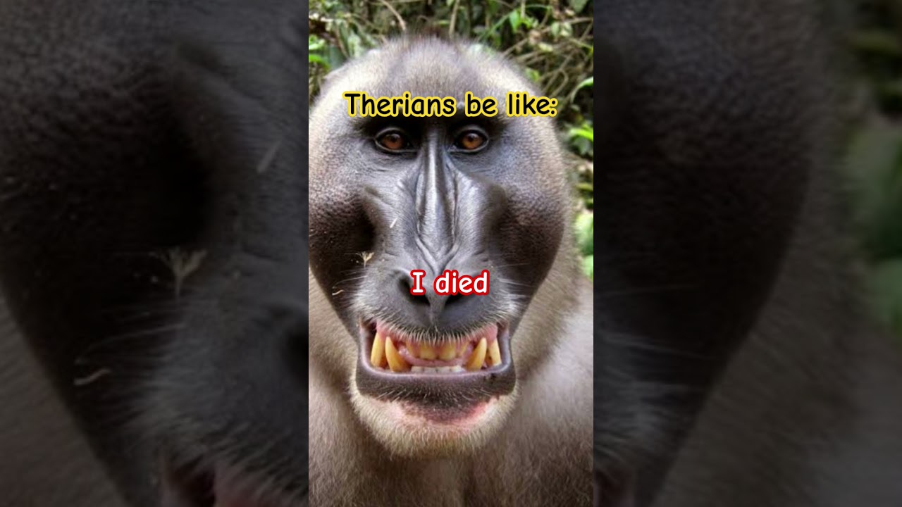 #antifurry  anti therian meme 1# #funny #antifurryaction #anticringe #funny #antizoo #edit #therian.