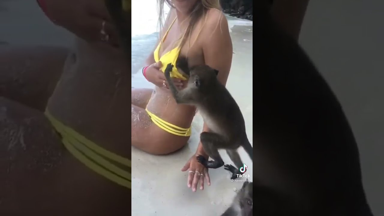 Antonio the breast groping monkey!