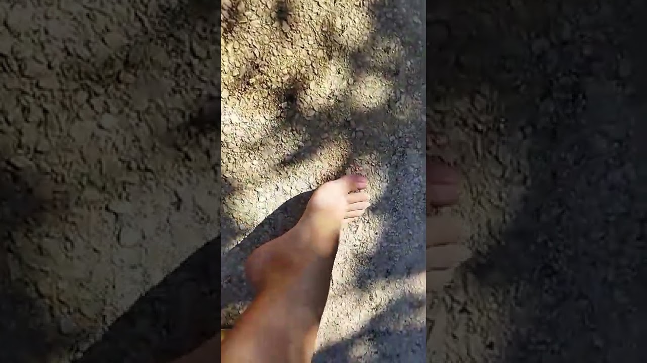 Ants