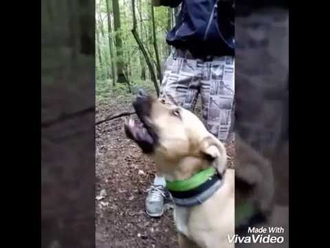 APBT - Shelby 18 měsíců