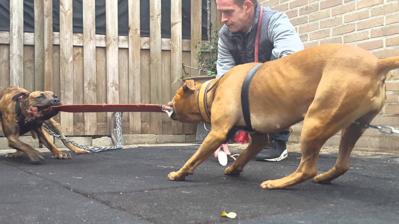 Apbt 10 months Tug of War Garner ch chinaman/eli blood