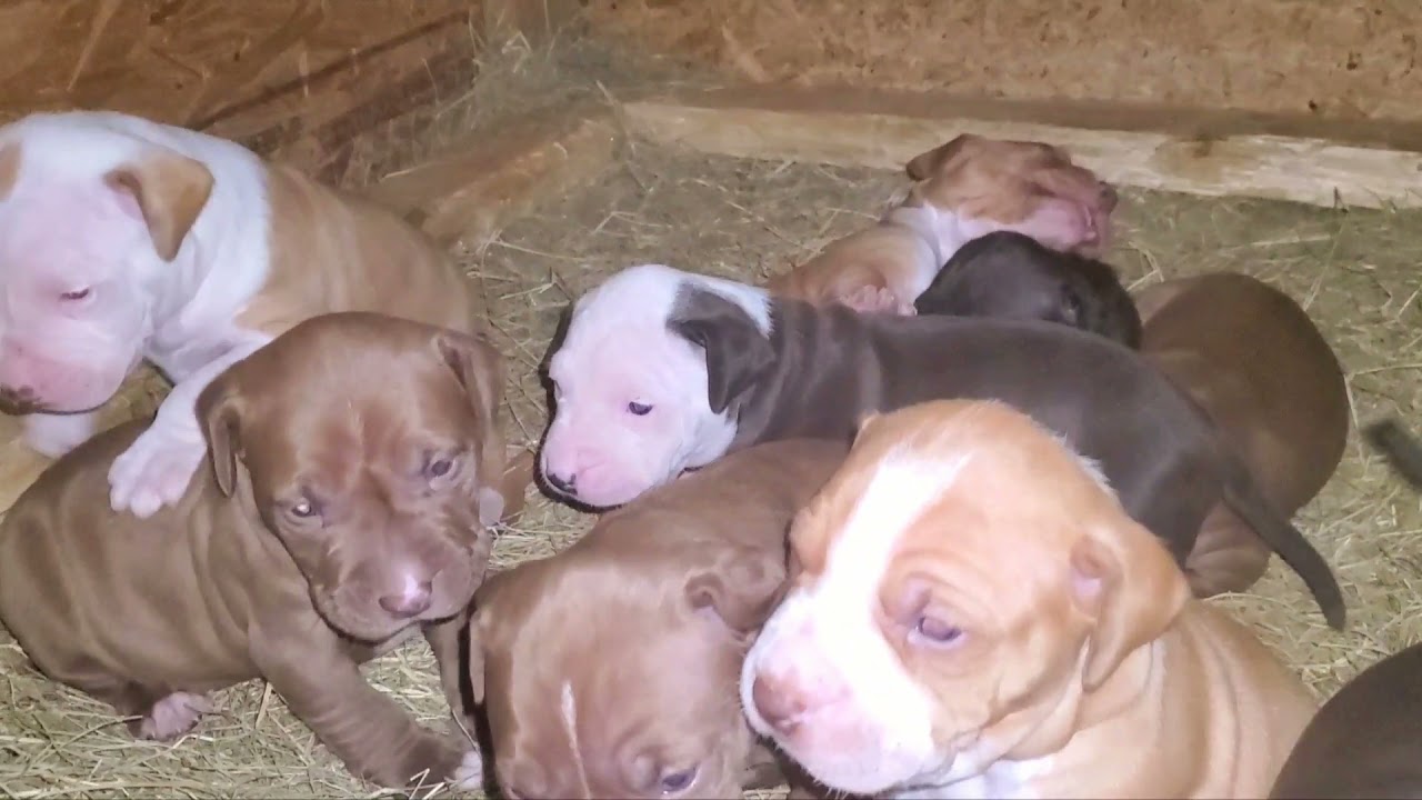 APBT 3 week old RBJBT/ELI