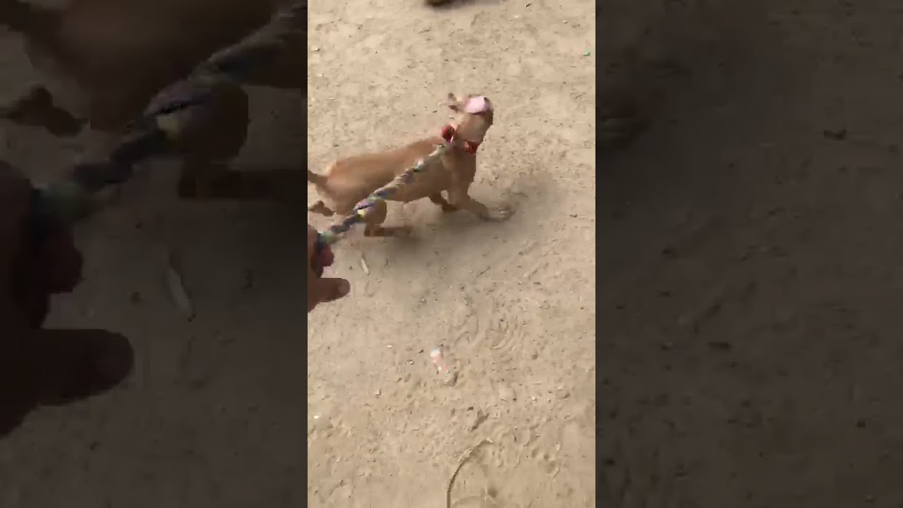 APBT AKA AMERICAN PIT BULL TERRIER KERALA.