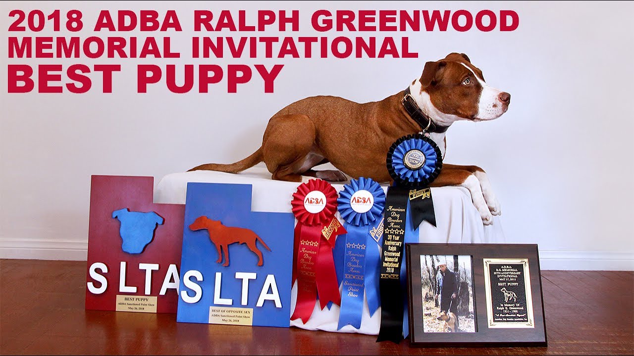 APBT American Pit Bull Terrier Rebel Ren BEST PUPPY ADBA 2018 RGM Invitational Show MODLINE USA