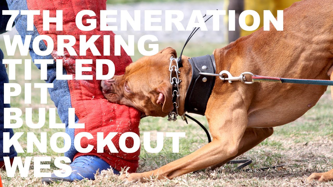 APBT American Pit Bull Terrier Snyder's KnockOut Wes of MODLINE Working Bulldog Brevet French Ring