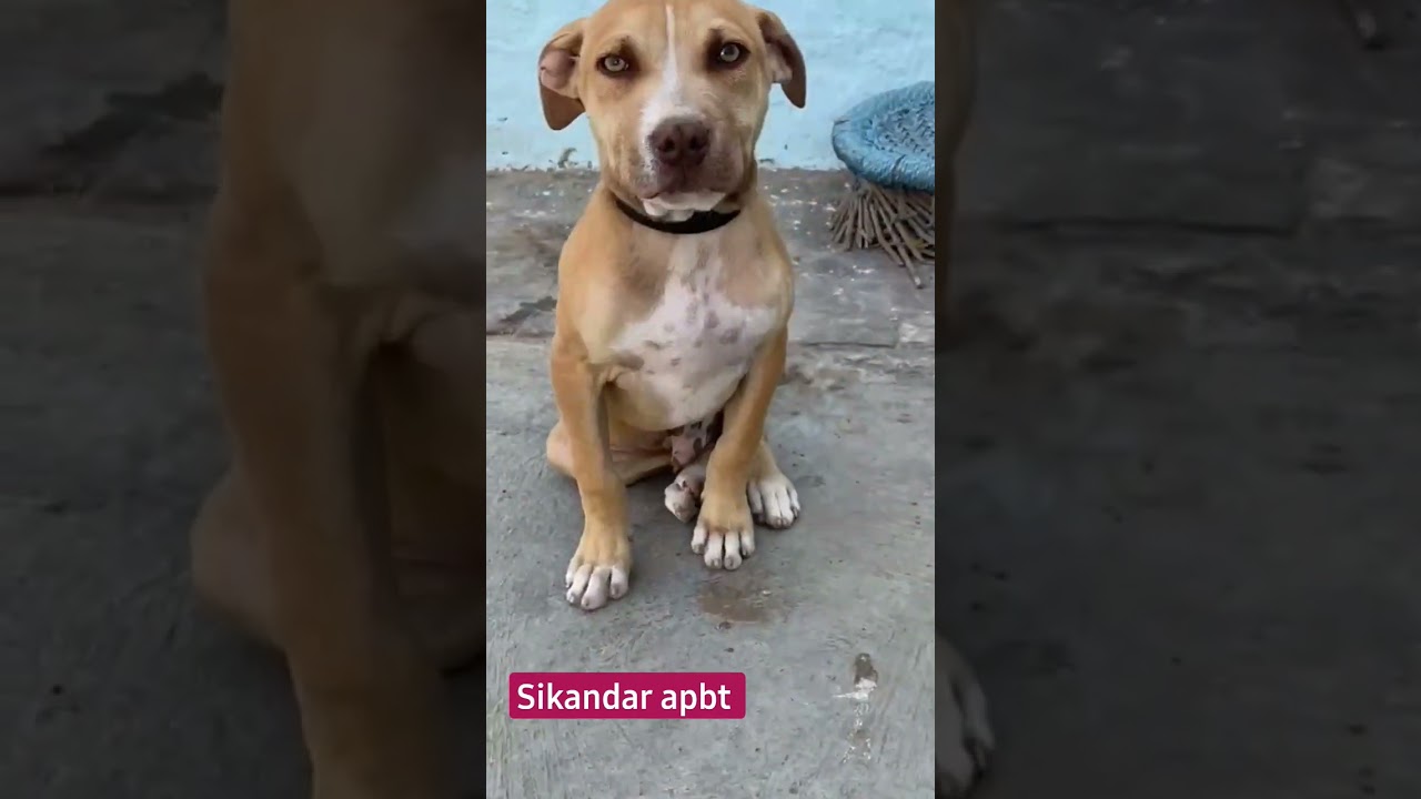 Apbt blood tony blood line #pitbull #apbt #tony #dog #vlog