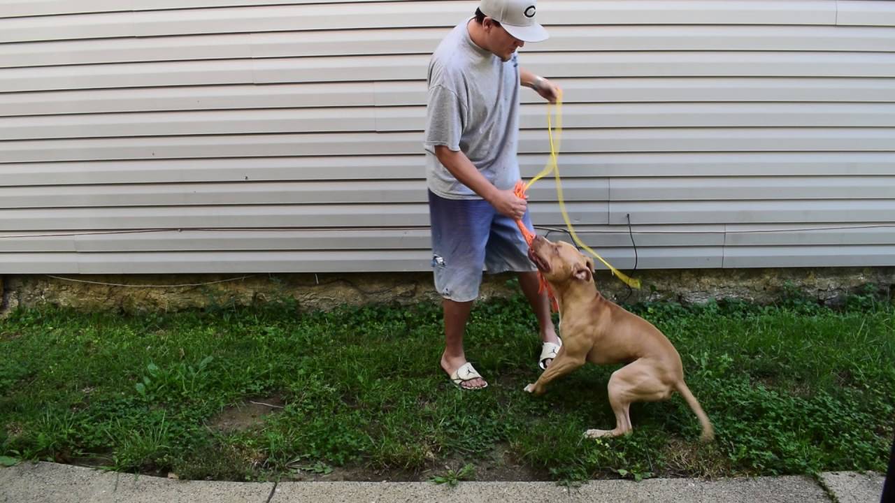 APBT BROLY 8 MONTHS TUG TURTLEBUSTER SPIKE CHINAMAN