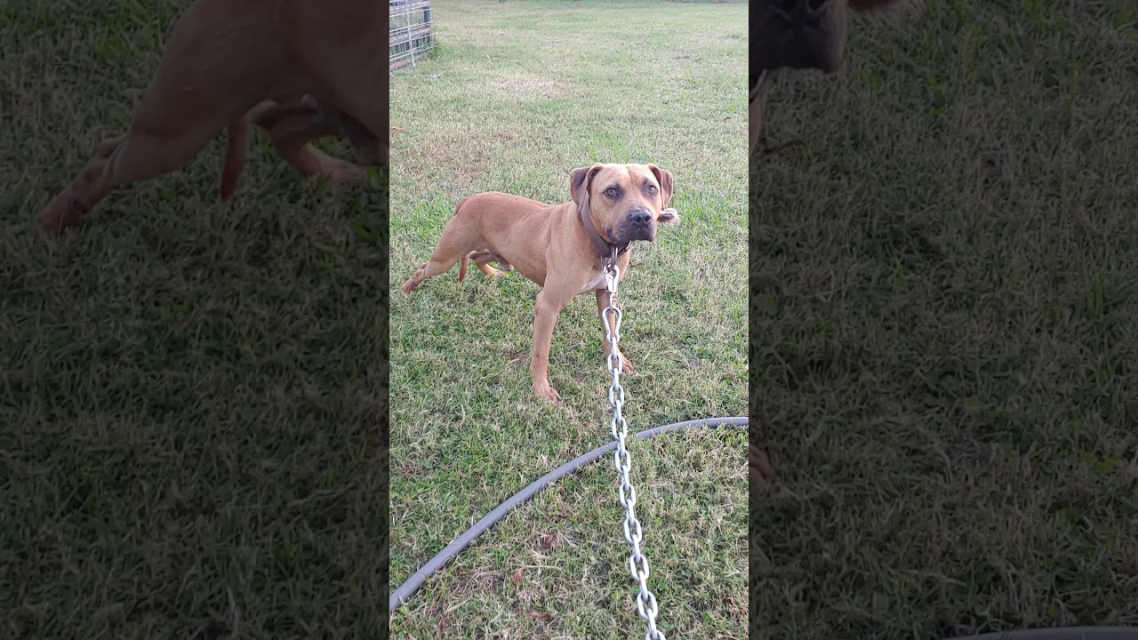 ❌apbt (bulldog) game bred❌
