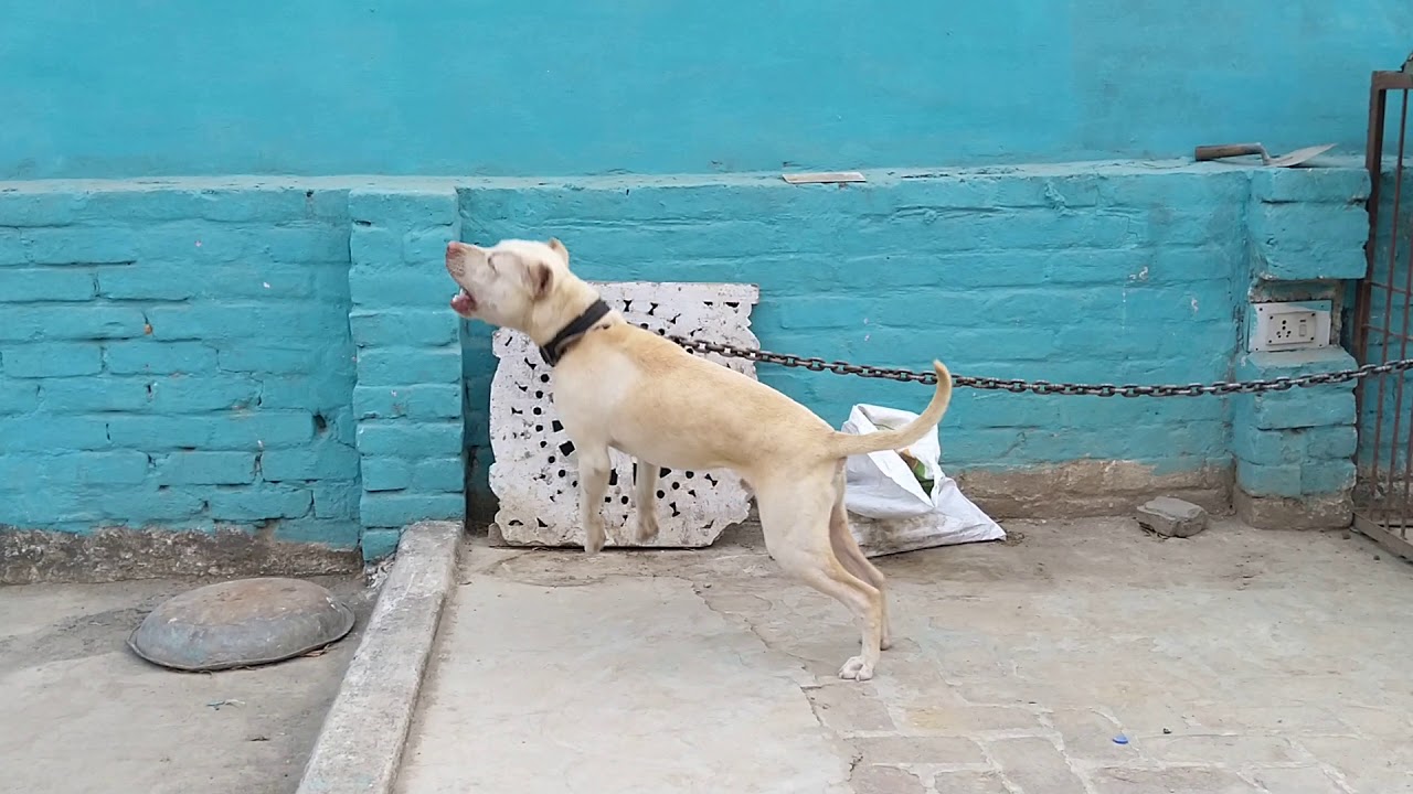 Apbt Dog Haryana  Gabbar