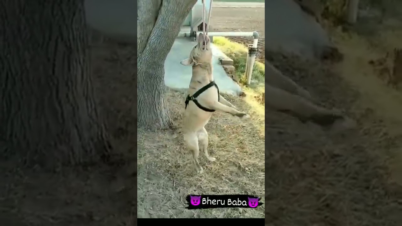 😈Apbt Dog Training Time💪||🤯Apbt Dog Lock Power🤯||🌟Apbt in Haryana🌟 #apbt #dog#gamedog#gaming#pitbull