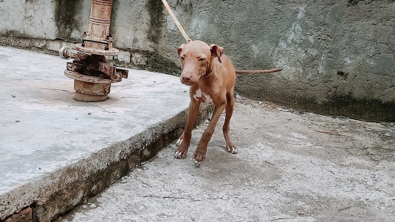 apbt female sale Hot blood machobuck blood and Toni blood