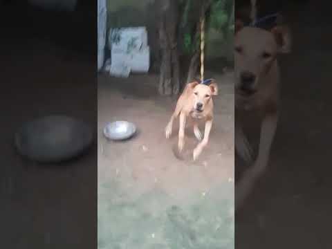 apbt female urgent sale with Pedigree low price 💥💥