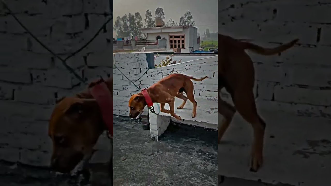 👑apbt fighter🦁#apbt #dog #ritikdogkennel