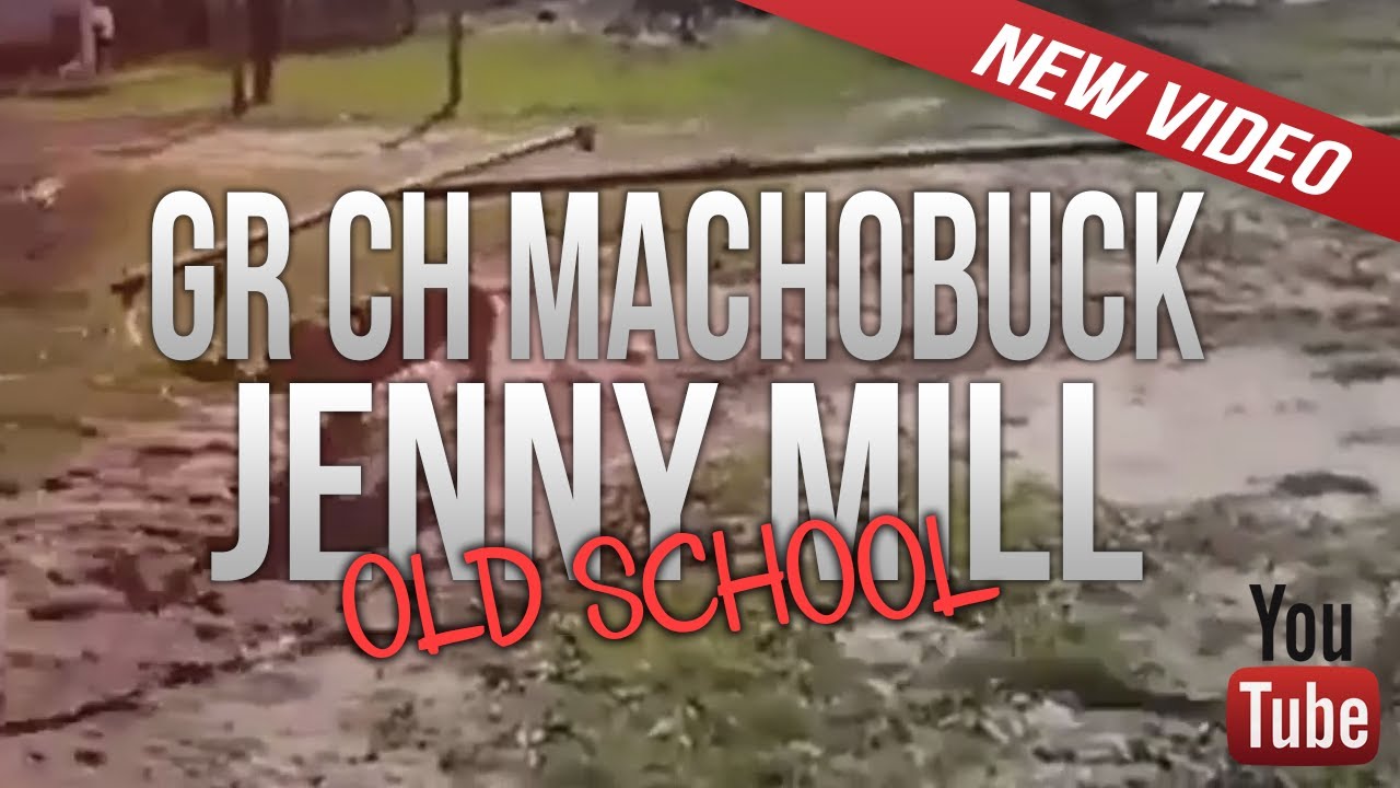 APBT GR CH MACHOBUCK - FLYING JENNY MILL OLD SCHOOL