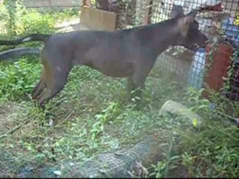 APBT IRA