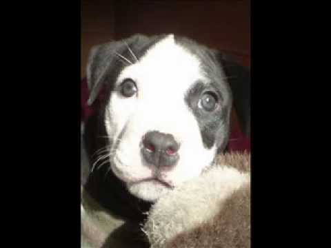 APBT Nanuck PITBULL TACNA PERU
