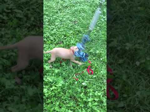 Apbt pup on the spring pole