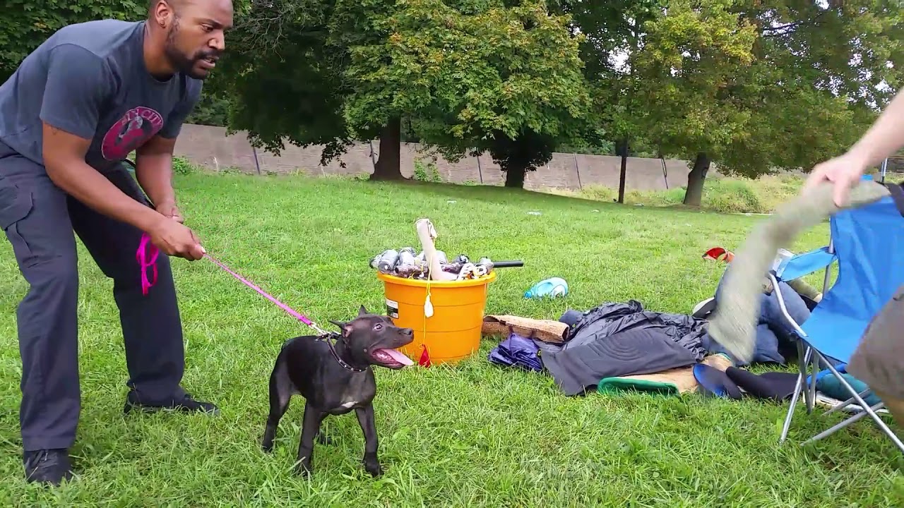 Apbt pup raven (09-17-17)