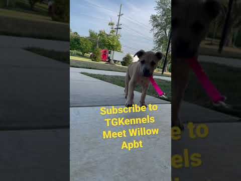 APBT Puppy Stages (Raw Footage)