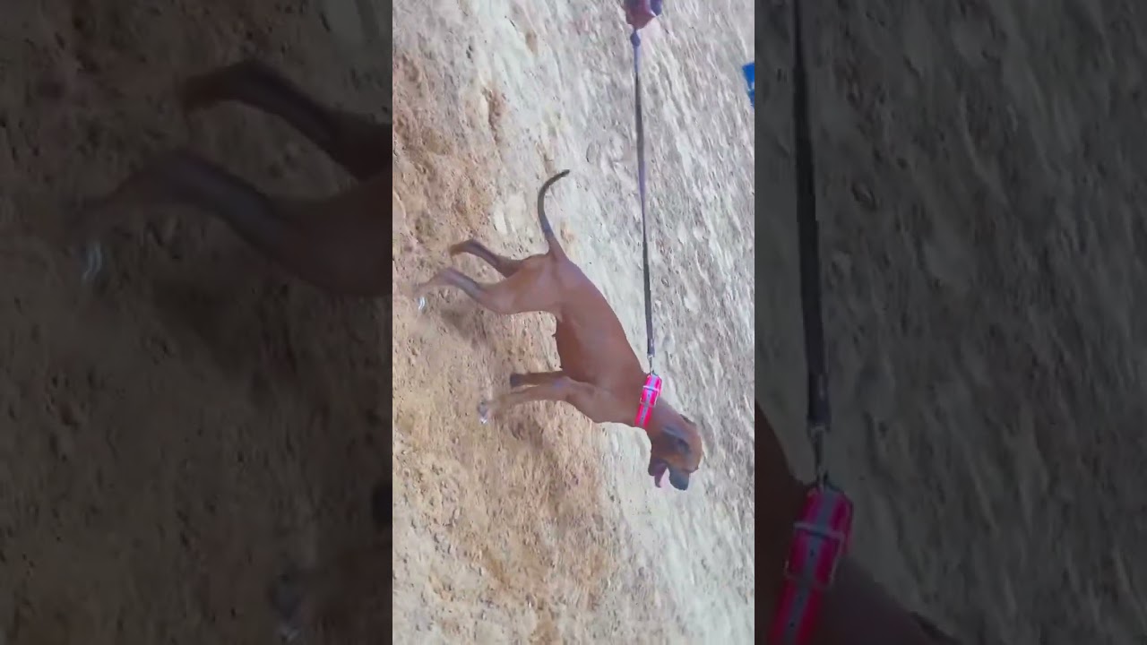 APBT REDBOY JEEP Ch Coco #apbt #dog #bulldog #americanpitbullterrier #pitbull #bulldogs #apbts