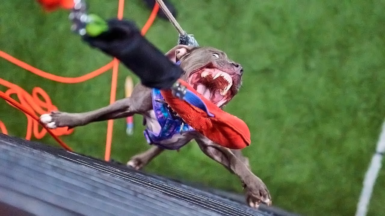 APBT Shelby. Jump Around 2023