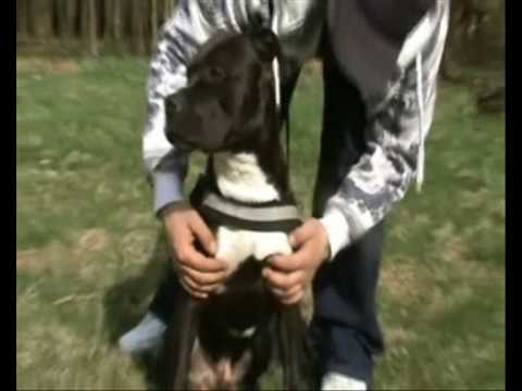 APBT T.j aka Showboy Pt 3