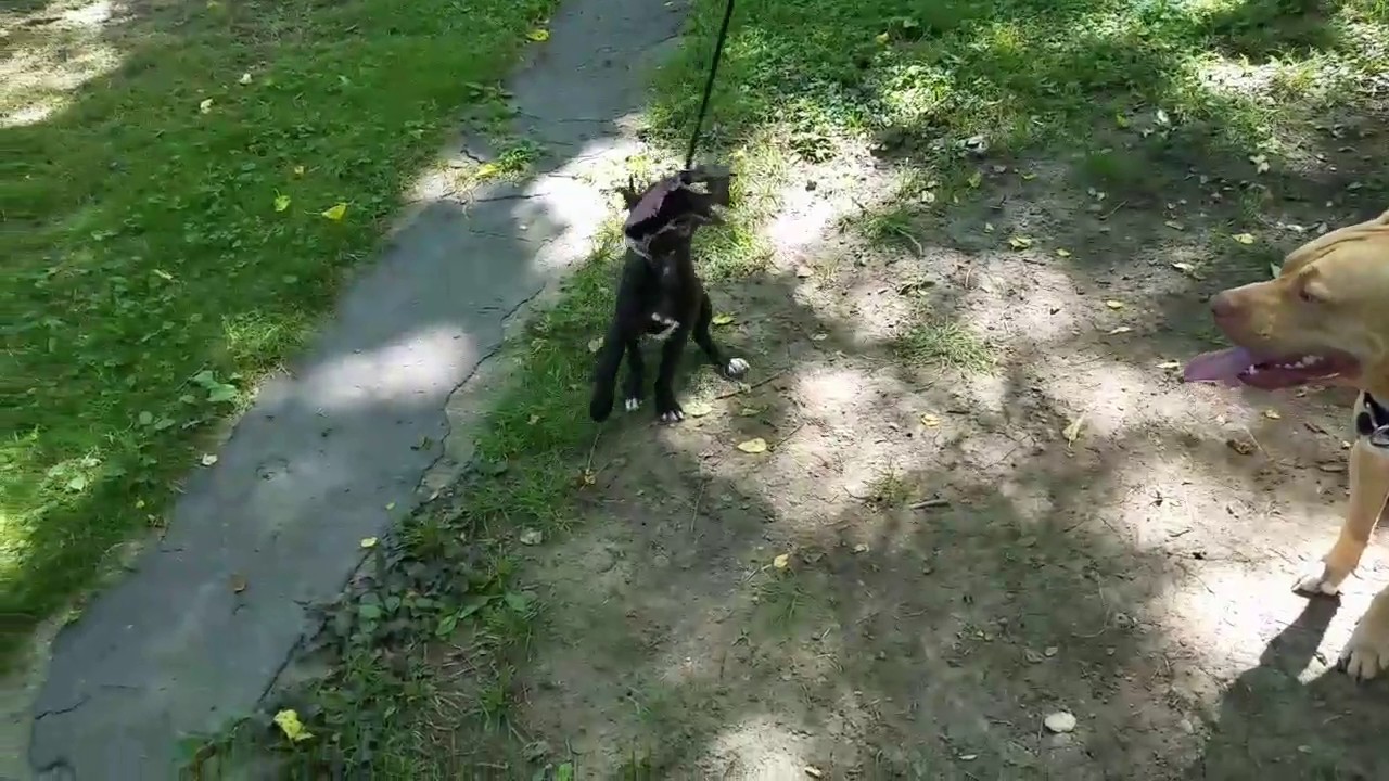 APBT Voodoo 16 weeks Boyles X Eli game bred Working Dog