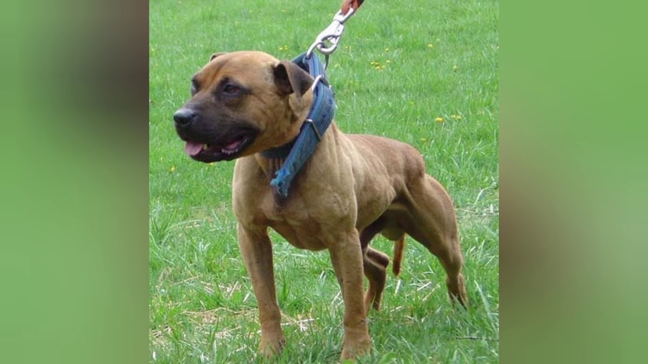 APBT YARD TALK 