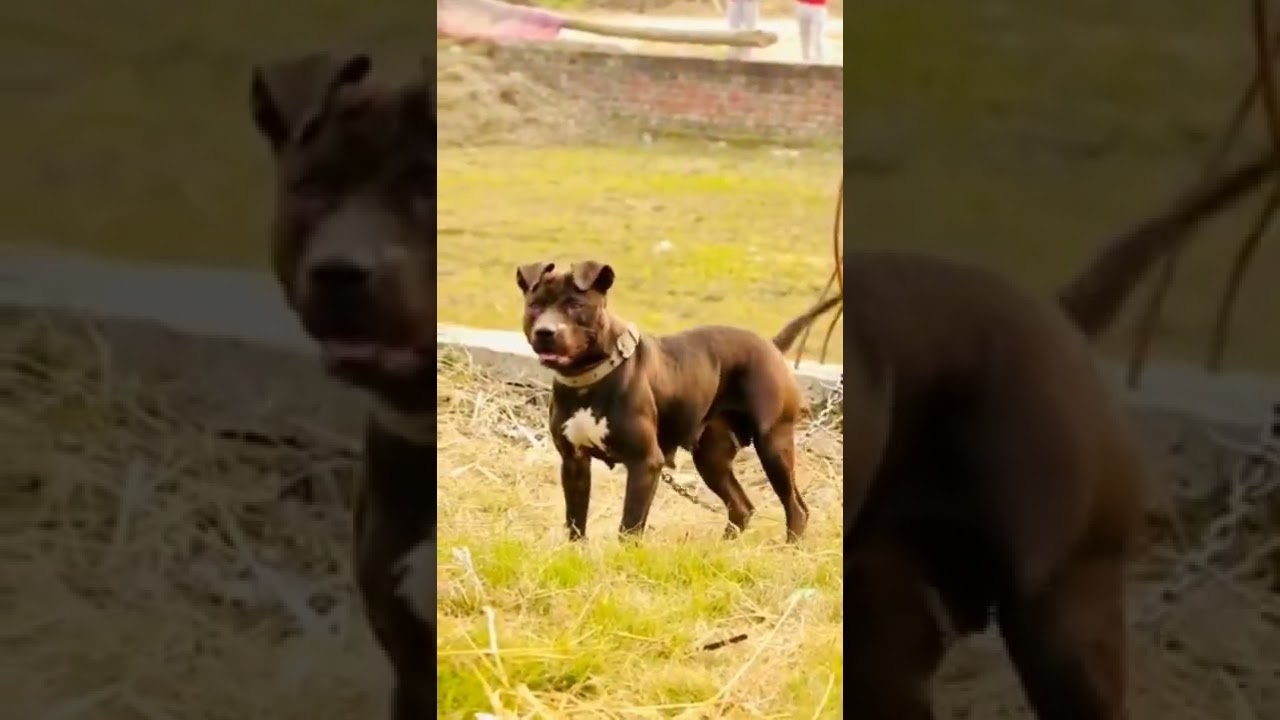 apbt zone #femalestatus