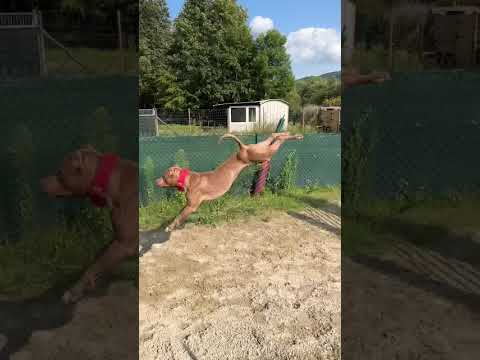 APBT😈JAW LOCK🔒 EXERCISE STATUS//#americanbully#pitbull#apbt#dogbreed#lock#attack
