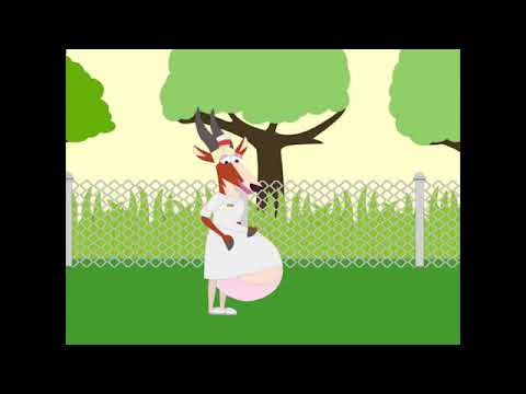 apple belly kphoria